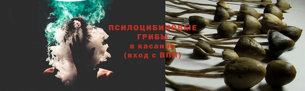 PSILOCYBIN Аркадак